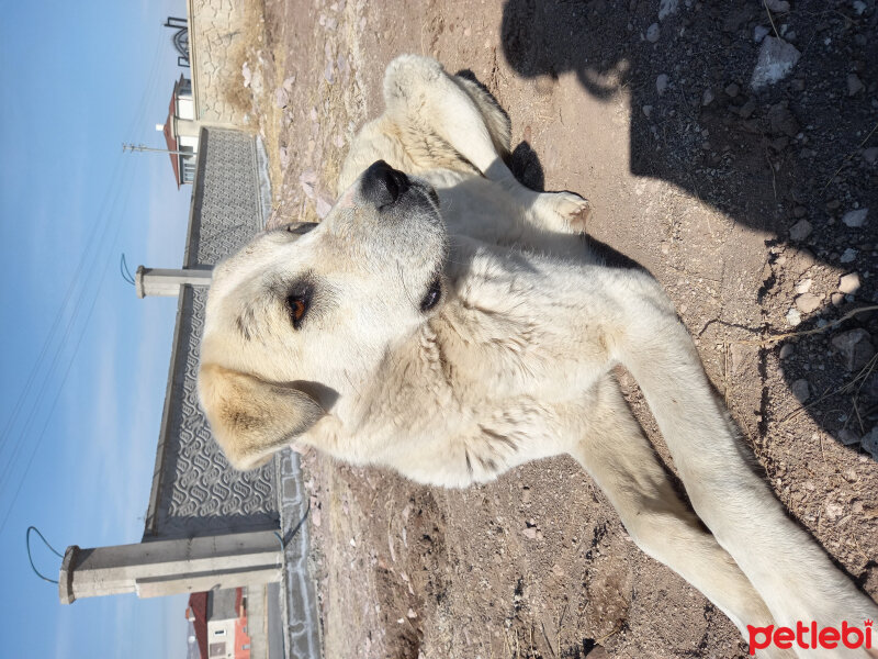 Aksaray Malaklısı, Köpek  Lesi fotoğrafı