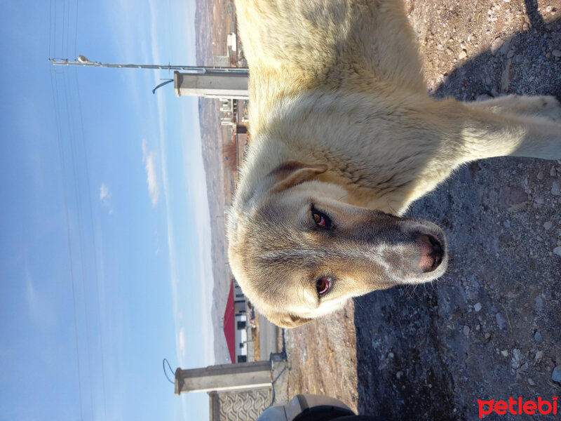 Aksaray Malaklısı, Köpek  Lesi fotoğrafı