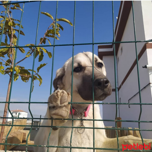 Aksaray Malaklısı, Köpek  Lesi fotoğrafı