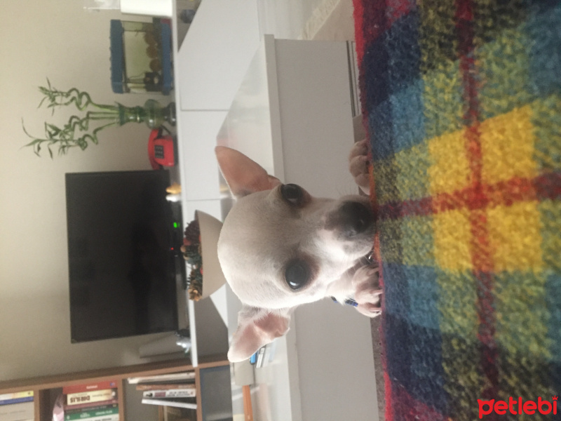 Chihuahua, Köpek  Bulut fotoğrafı