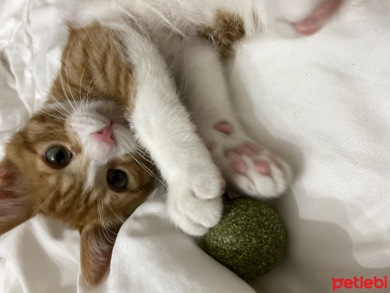 Tekir Kedi, Kedi  Balım fotoğrafı