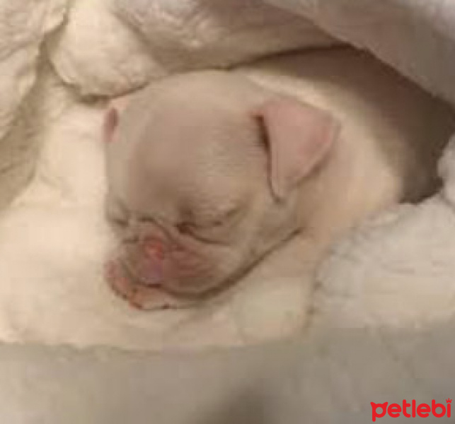 Pug, Köpek  Cam fotoğrafı