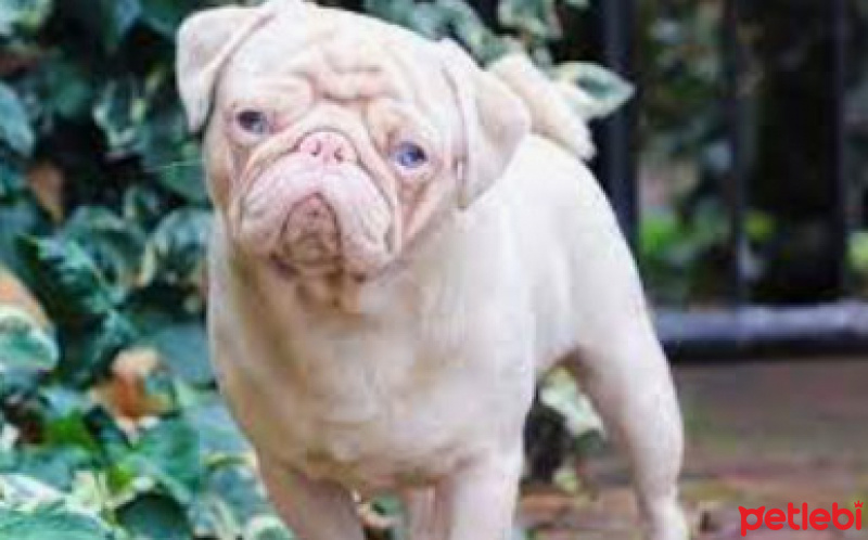 Pug, Köpek  Cam fotoğrafı