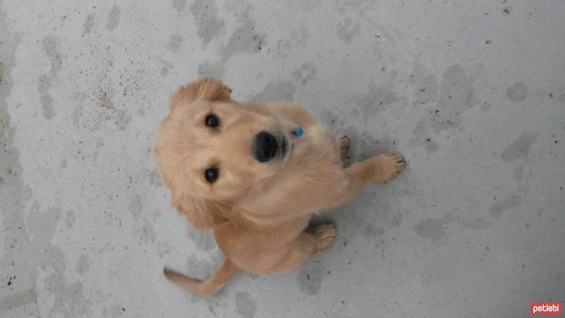 Golden Retriever, Köpek  gofret fotoğrafı