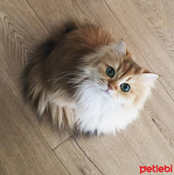 British Shorthair, Kedi  Mckenna fotoğrafı