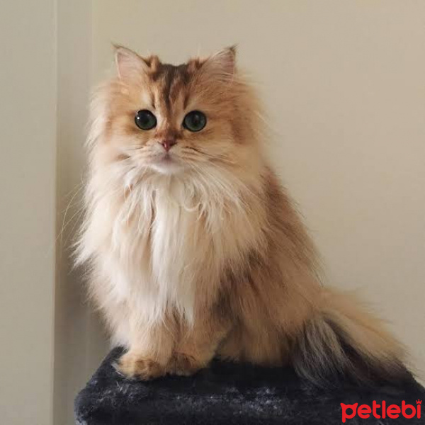 British Shorthair, Kedi  Mckenna fotoğrafı