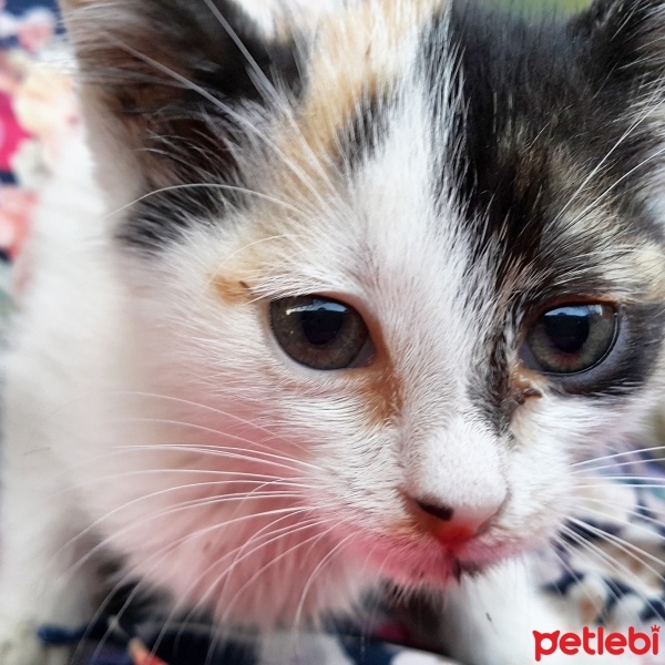 American Wirehair, Kedi  Kurabiye fotoğrafı
