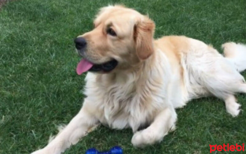 Golden Retriever, Köpek  Balım fotoğrafı