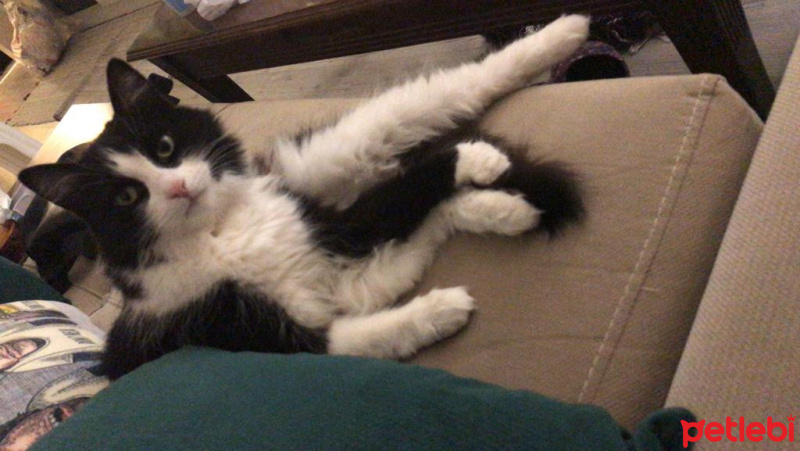 Tuxedo (Smokin) Kedi, Kedi  MIRMIR fotoğrafı