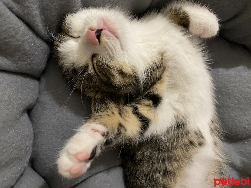 Tekir Kedi, Kedi  İncir fotoğrafı