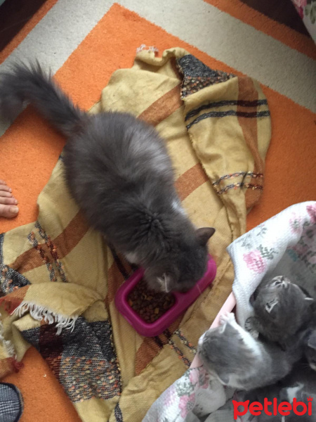 British Shorthair, Kedi  Merlin fotoğrafı