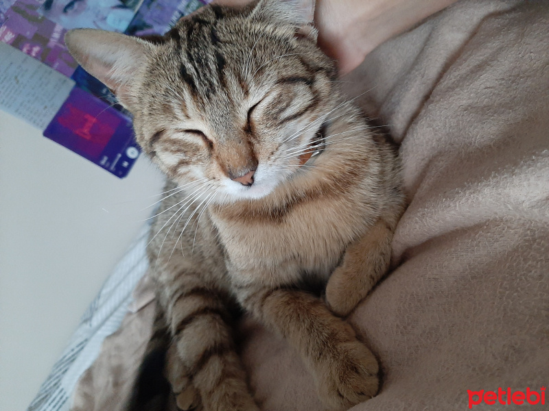 Tekir Kedi, Kedi  Sevgi Delisi fotoğrafı