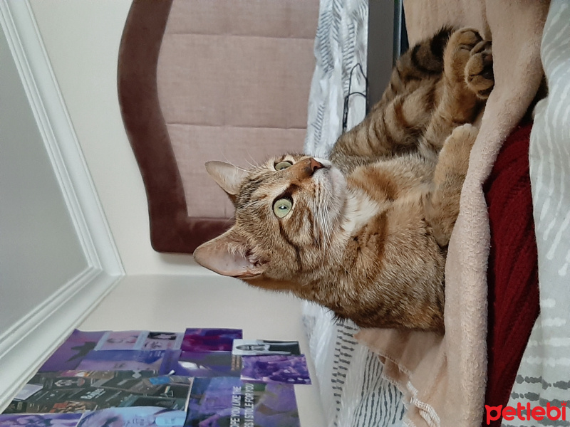 Tekir Kedi, Kedi  Sevgi Delisi fotoğrafı