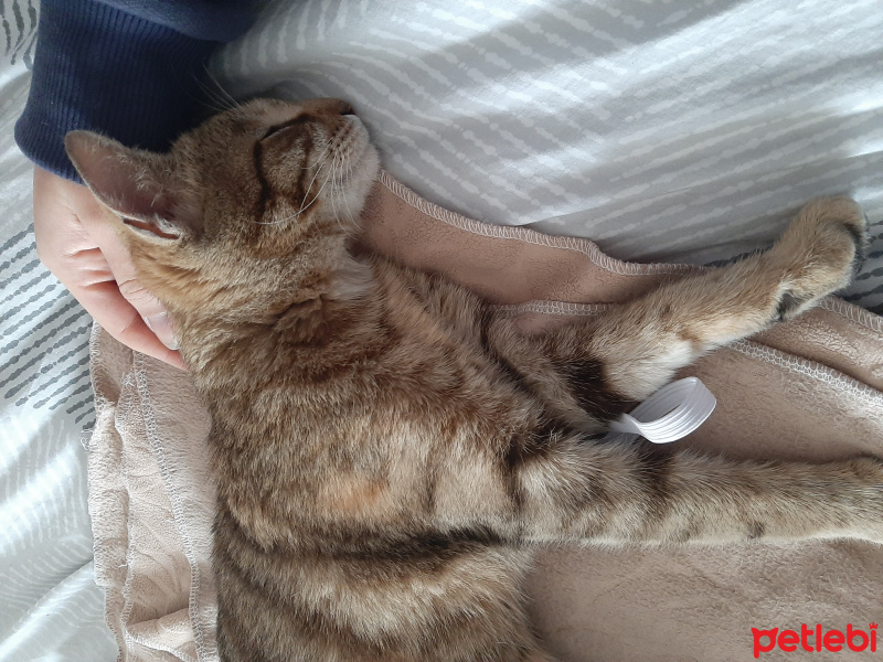 Tekir Kedi, Kedi  Sevgi Delisi fotoğrafı