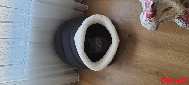 British Shorthair, Kedi  Kawa fotoğrafı