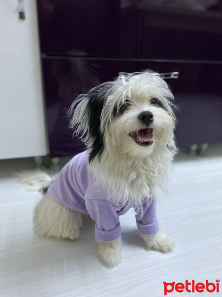 Maltese, Köpek  Lisa fotoğrafı