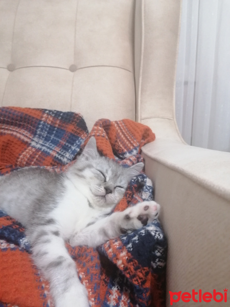 British Shorthair, Kedi  Köpük fotoğrafı