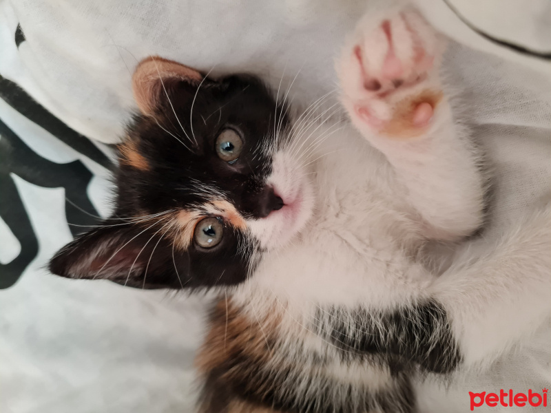 Tekir Kedi, Kedi  kedi fotoğrafı