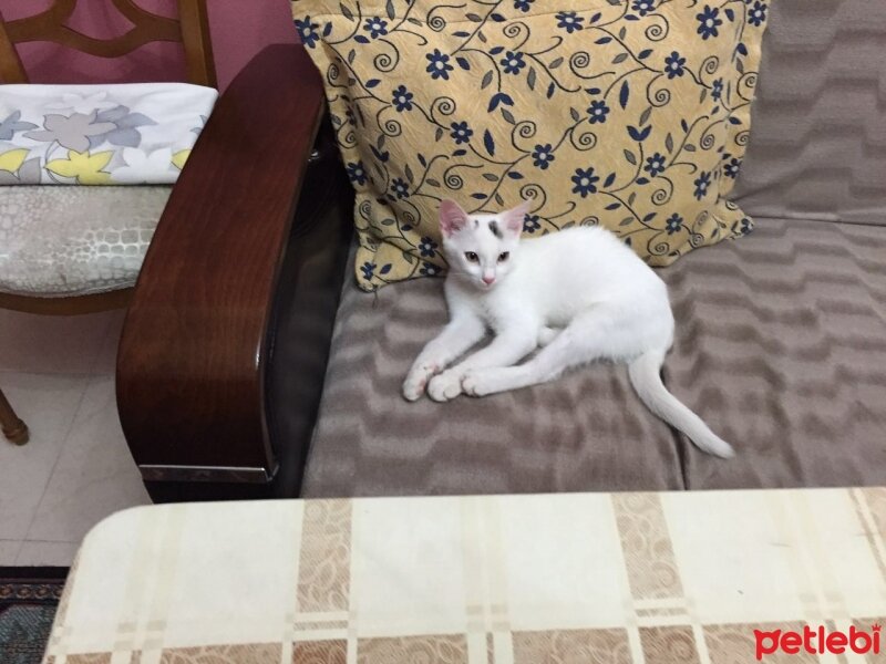 Ankara Kedisi, Kedi  Üzum fotoğrafı