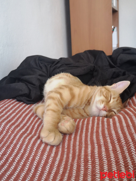 Sarman, Kedi  Kuymak fotoğrafı
