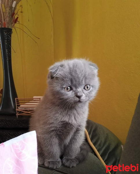 Scottish Fold, Kedi  Gandalf fotoğrafı