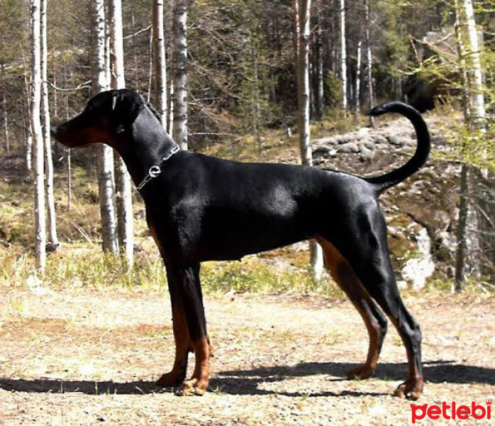 Doberman Pinscher, Köpek  Jack fotoğrafı