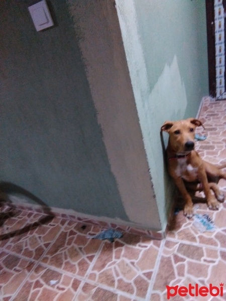 Kangal, Köpek  Rex fotoğrafı
