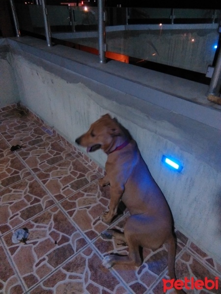 Kangal, Köpek  Rex fotoğrafı