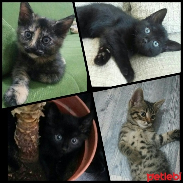 Tekir Kedi, Kedi  Yavrular fotoğrafı