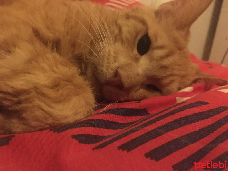 Sarman, Kedi  Simba fotoğrafı