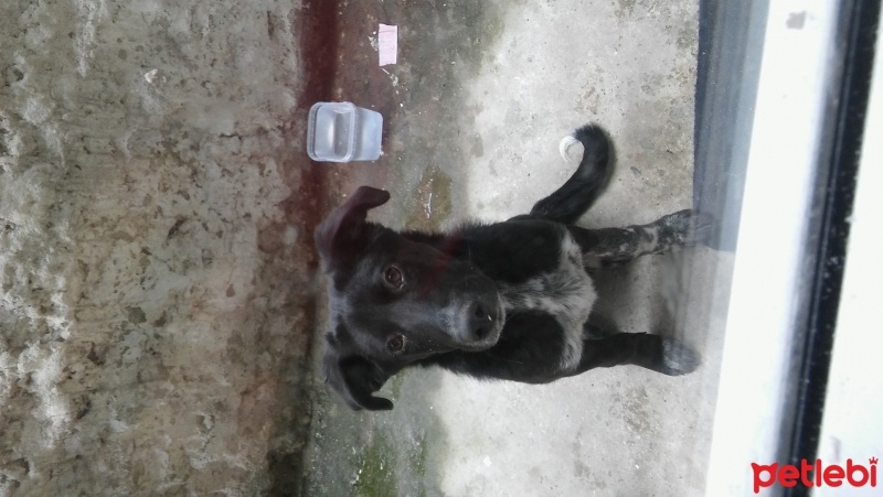 Sokö (Sokak Köpeği), Köpek  Kafka fotoğrafı