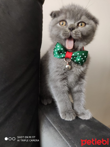 Scottish Fold, Kedi  Minko fotoğrafı
