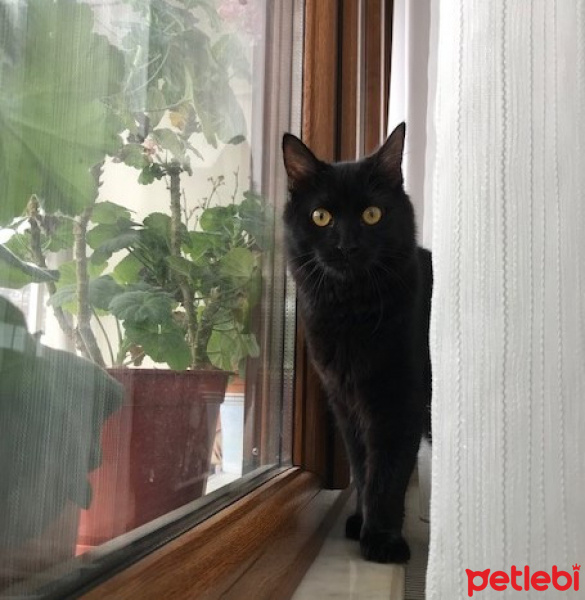 Bombay, Kedi  Zeytin fotoğrafı