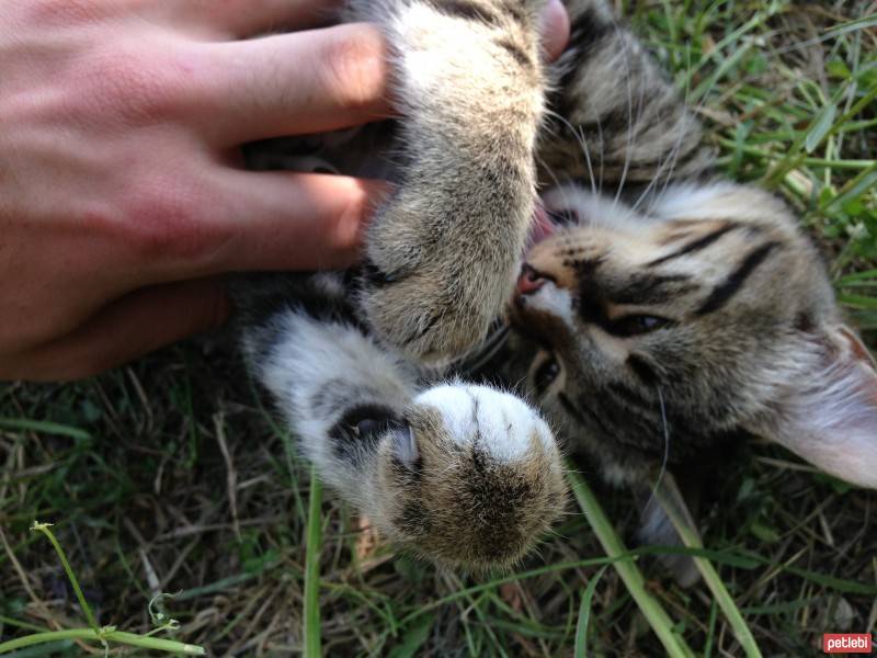 Tekir Kedi, Kedi  Mr.Luu fotoğrafı