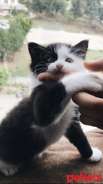 Tekir Kedi, Kedi  Sufle fotoğrafı