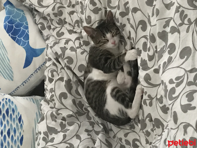 Tekir Kedi, Kedi  Minnoş fotoğrafı