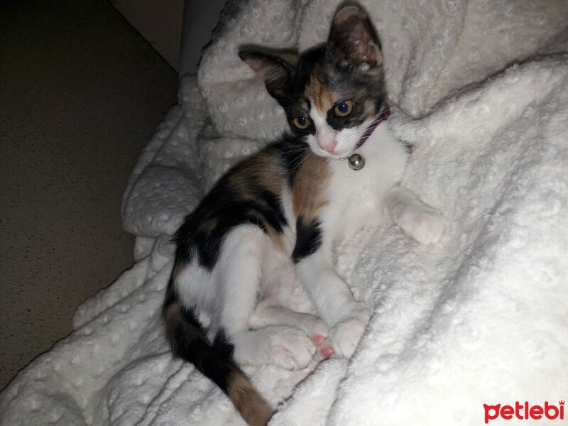 Cymric, Kedi  Calico fotoğrafı