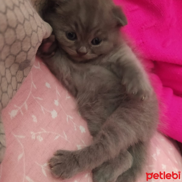 Scottish Fold, Kedi  Pufuduk fotoğrafı
