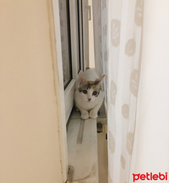 Tekir Kedi, Kedi  Bihter fotoğrafı