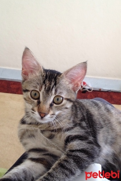 Bengal, Kedi  Fıstık fotoğrafı