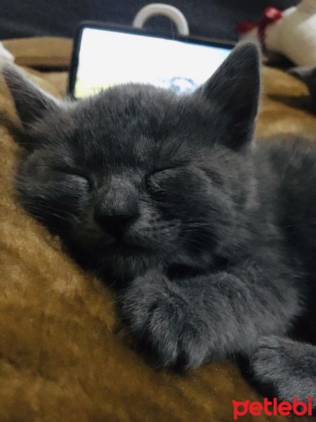 British Shorthair, Kedi  foks fotoğrafı