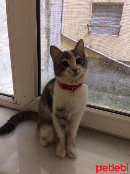 Tekir Kedi, Kedi  Pinkino fotoğrafı