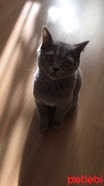 British Shorthair, Kedi  Gece fotoğrafı