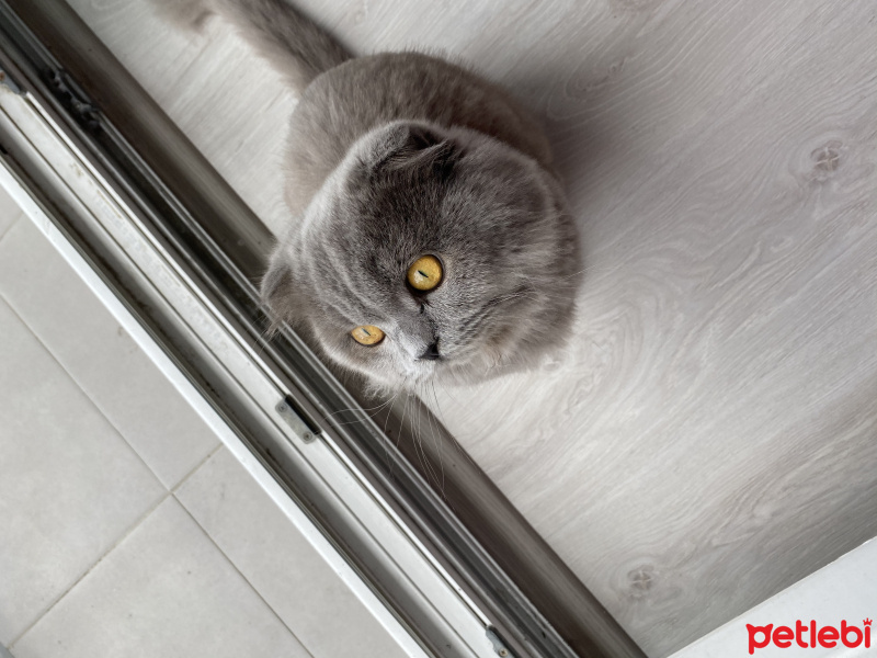 Scottish Fold, Kedi  Şilo fotoğrafı