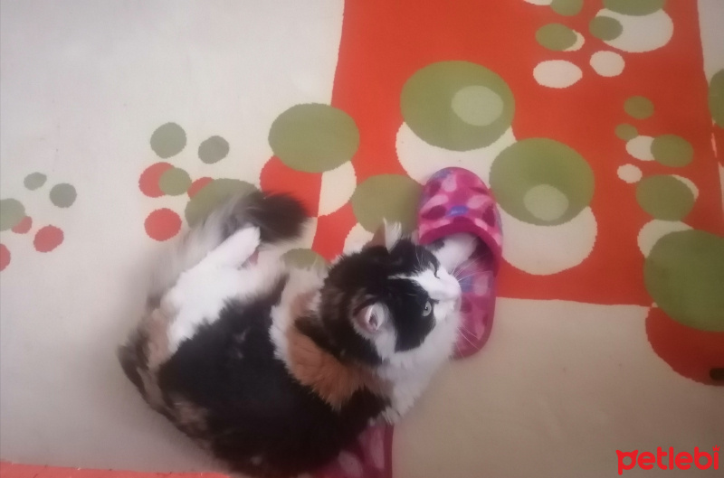 Ankara Kedisi, Kedi  Kali fotoğrafı