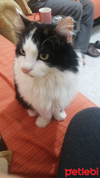 Ankara Kedisi, Kedi  Kali fotoğrafı