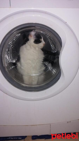 Ankara Kedisi, Kedi  Kali fotoğrafı