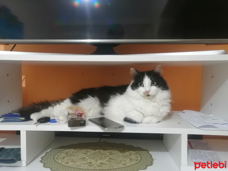Ankara Kedisi, Kedi  Kali fotoğrafı