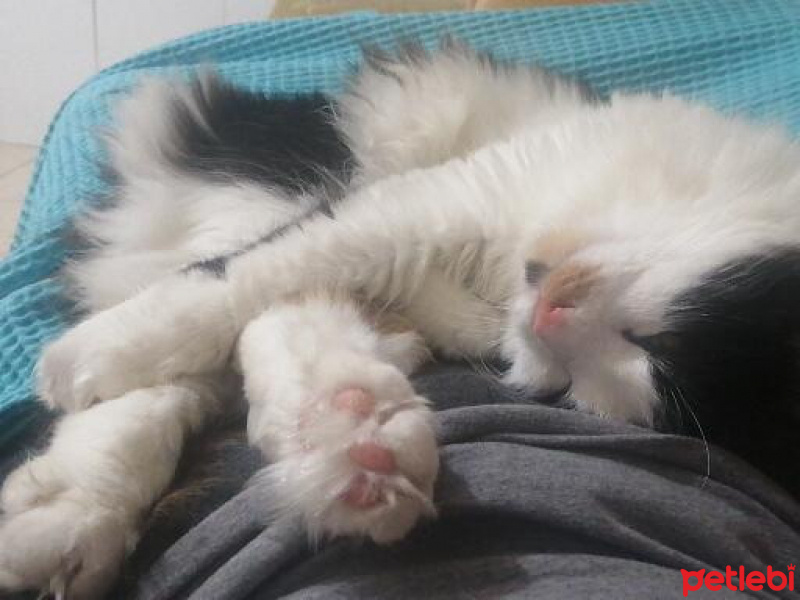 Ankara Kedisi, Kedi  Kali fotoğrafı