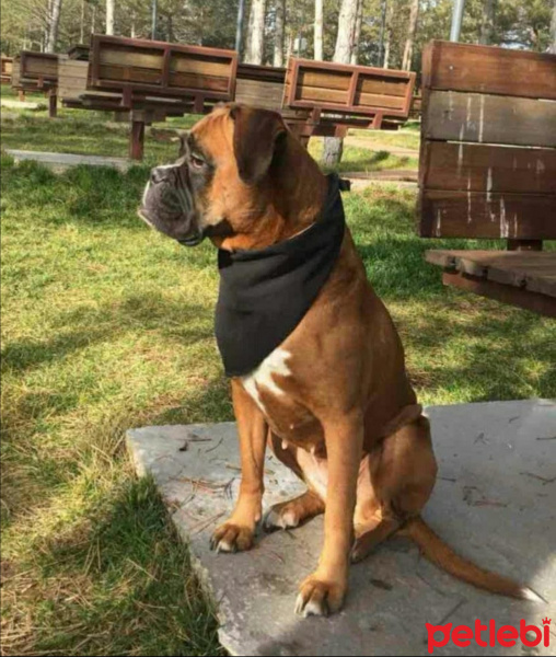 Boxer, Köpek  Mischa fotoğrafı